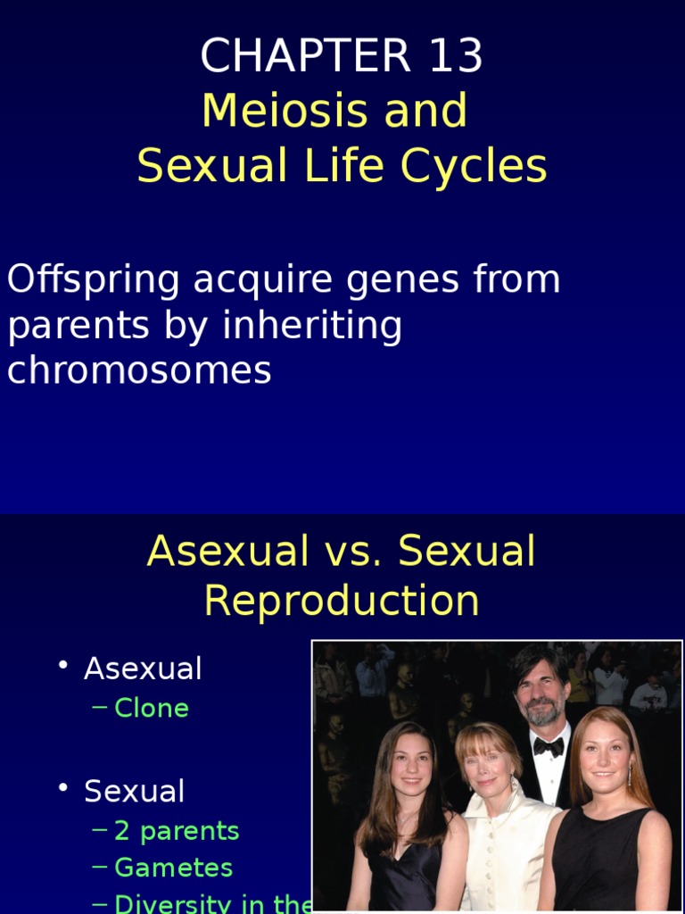 Meiosis and Genetic Diversity Explained | PDF | Meiosis | Ploidy