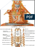 Inervación Cardiaca