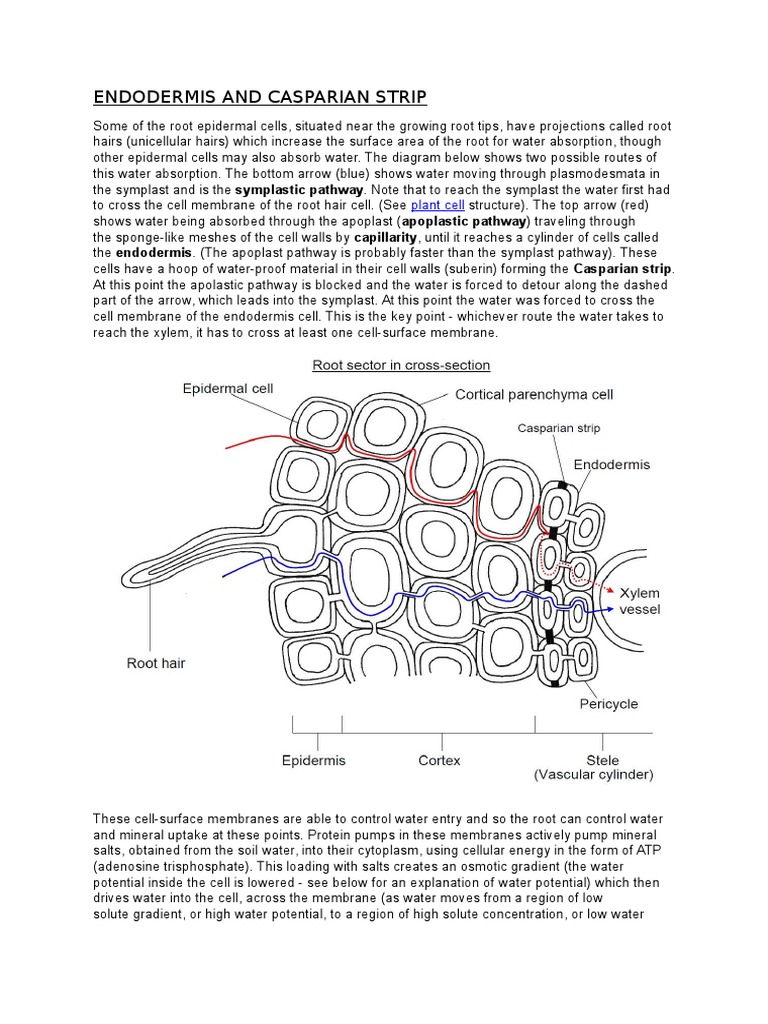 Endodermis and Casparian Strip | PDF | Root | Horticulture And Gardening