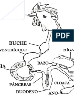 Digestión y Absorción de Alimentos en Animales