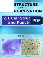 Cell Structure