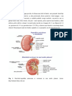 Anatomie