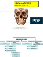 Neuroanatomia 