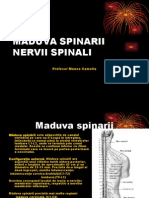 MADUVA SPINARII - Pptexcelenta