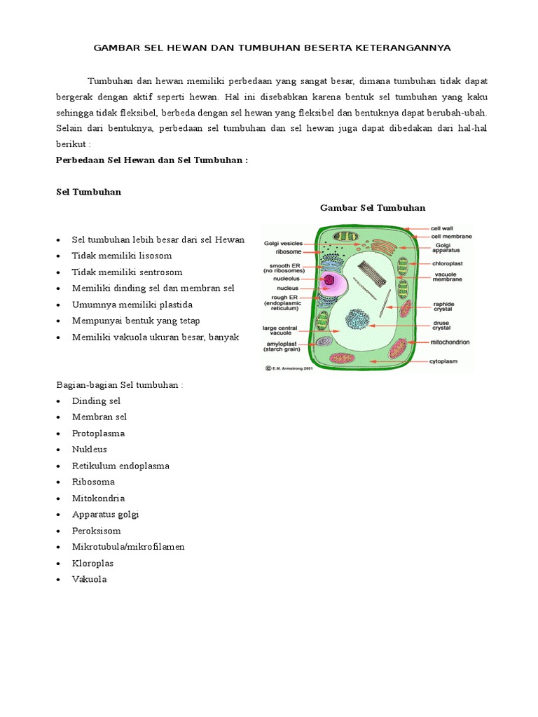 Gambar Sel  Tumbuhan Dan  Sel  Hewan  Beserta  Keterangannya  