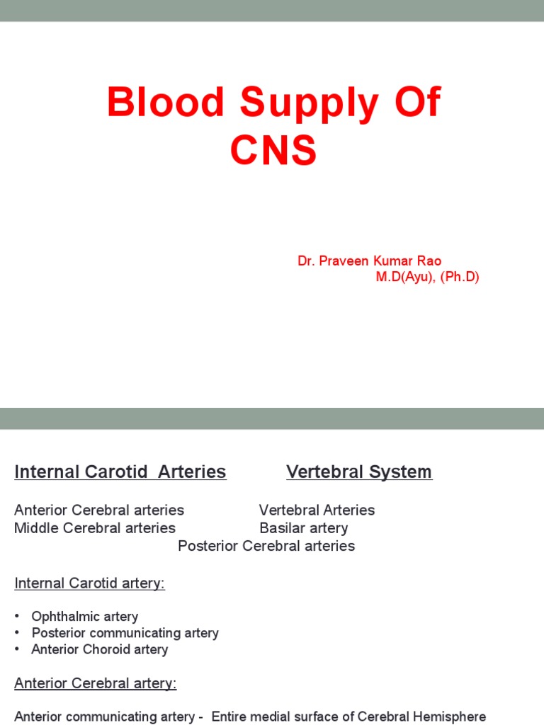 Blood Supply of the Brain Explained | PDF