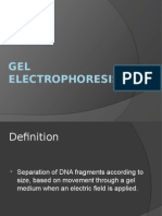 Gel Electrophoresis