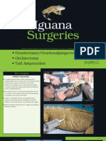 Iguana Surgeries