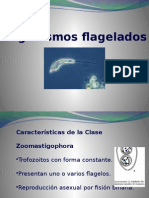 Flagelados