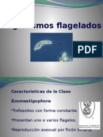 Flagelados (1).pptx