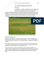 The Impact of Rodent Outbreaks on Rice Production. Academia-libre