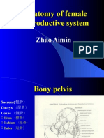 Anatomi Female Productive