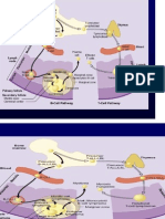 Curs 19 Scheme Limfoame