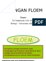 Anatomi Floem Compress