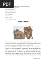 Download jahe-merah by Ozzy Asmara SN254872879 doc pdf