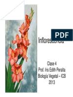 clase-04-inflorescencia.pdf