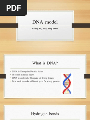 dna model