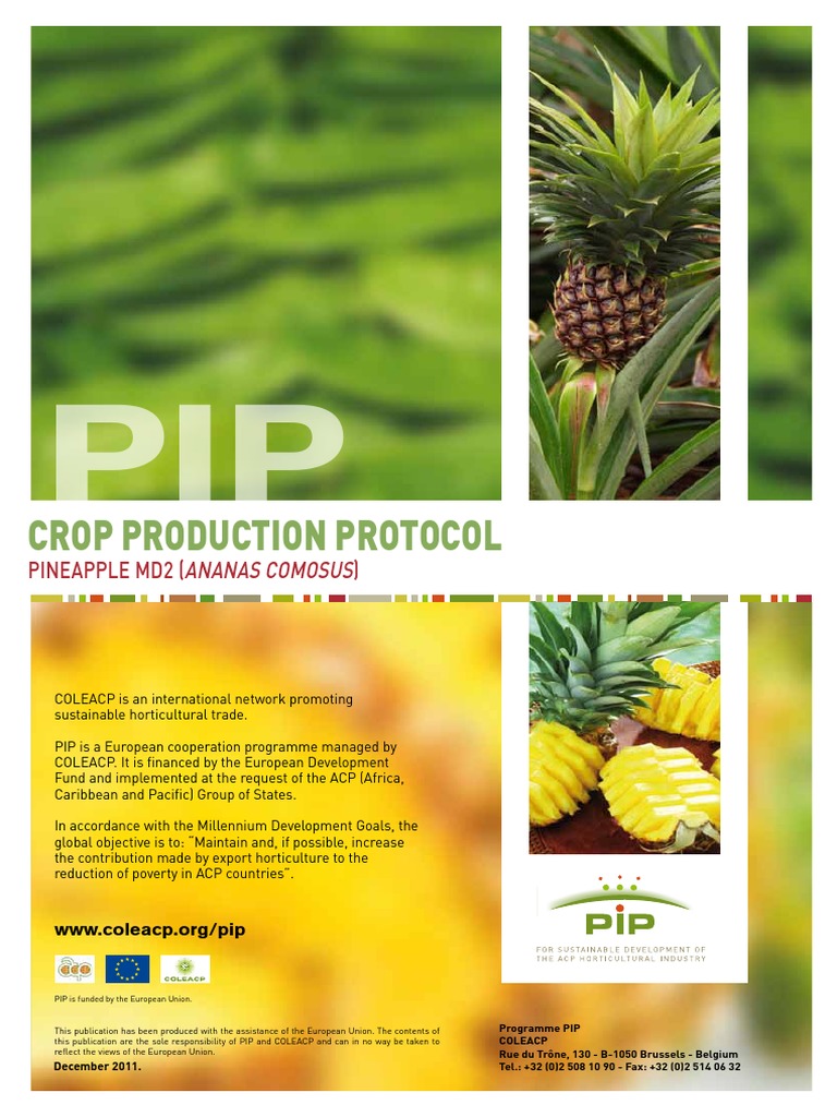 MD2 Pineapple Production Guide | PDF | Pineapple | Soil