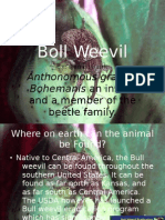 Animal of The Day-Boll Weevil