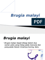 Brugia Malayi NN