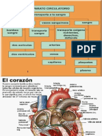 aparatocirculatorio.ppt