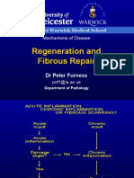 Regeneration and Fibrous Repair: Leicester Warwick Medical School