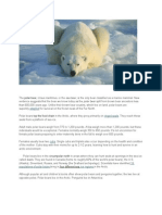 Polar Bear,: Adapted Ringed Seals
