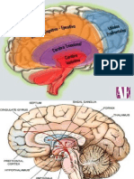 Tema 1 Sistema Limbico