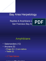 Bay Area Amphibians15