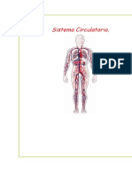 Sistema Circulatorio