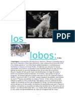 El Lobo (Canis Lupus) Es Un Mamífero