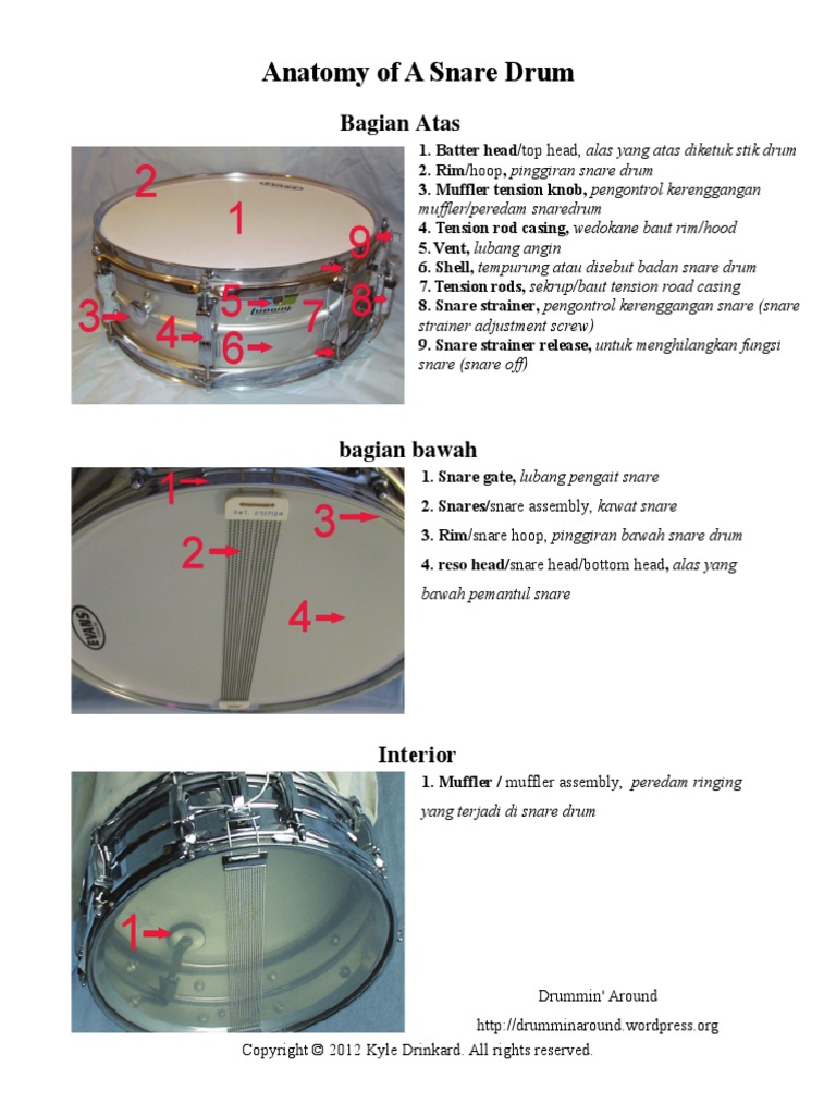 Snare Drum Anatomy PDF