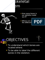 The Skeletal System Week 1