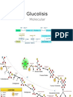 Glucolisis Molecular