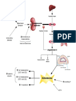 Renin Angiotensin Aldosterone System