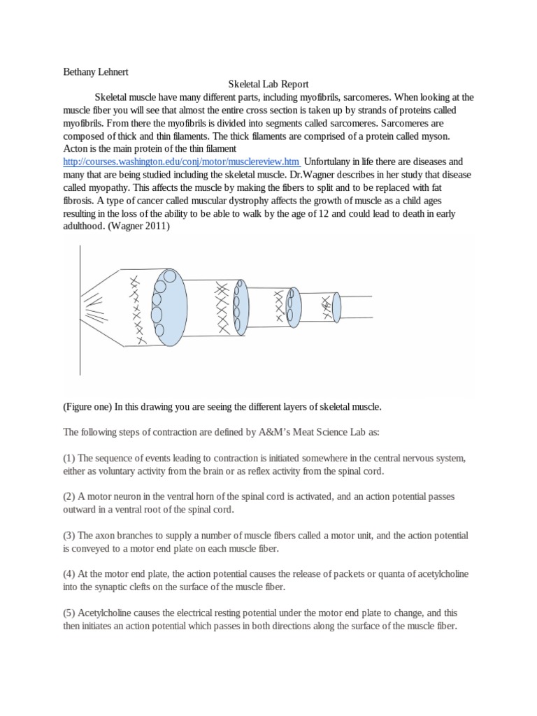 Arm muscles essay image