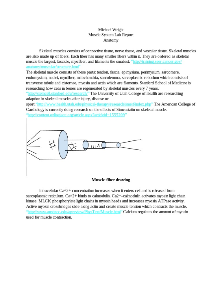 Smooth muscle histology picture