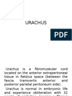 URACHUS