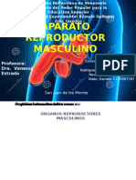 Aparato Reproductor Masculino