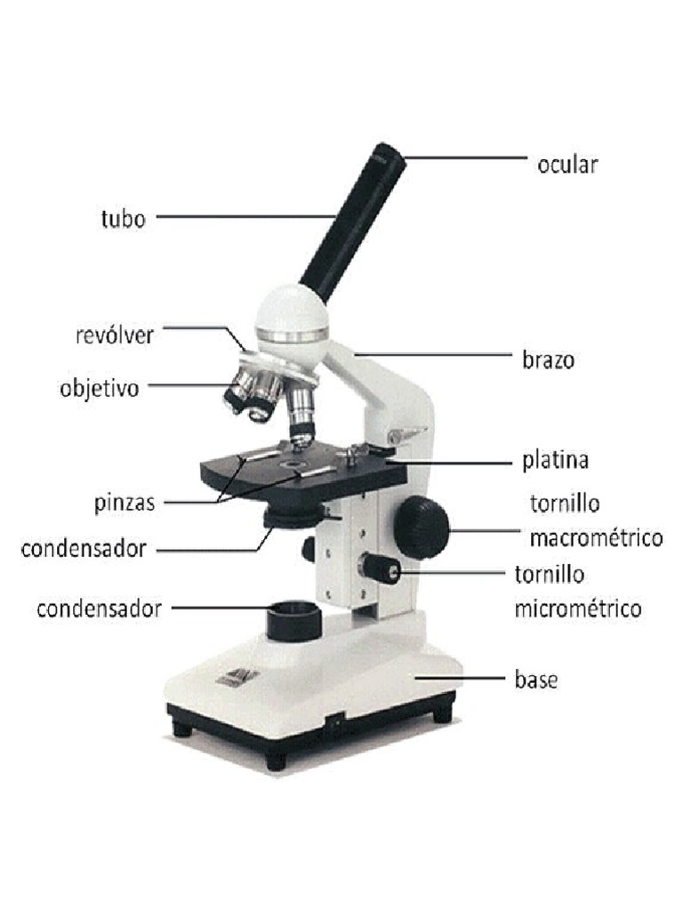 Dibujo Microscopio Con Partes | PDF