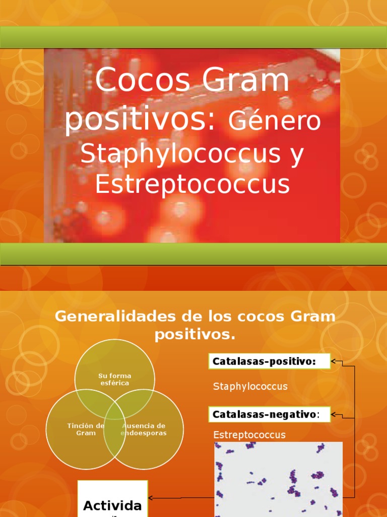 Cocos Gram Positivos Staphylococcus Aureus Estreptococo