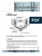 Guías de Embriología 2013 __ Desarrollo Del Aparato Genital Guias de Lectura 2013