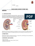 Práctica Riñón