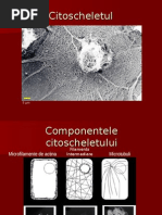 06Citoscheletul