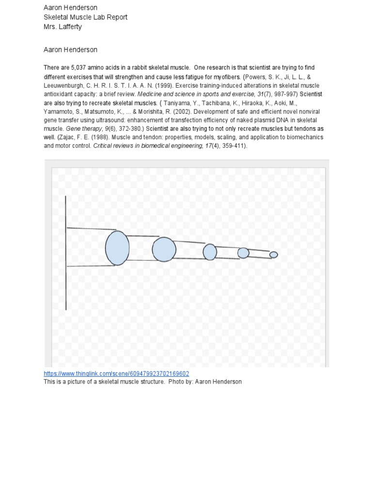 Rabbit Skeletal Muscle Lab Analysis | PDF | Muscle Contraction | Muscle