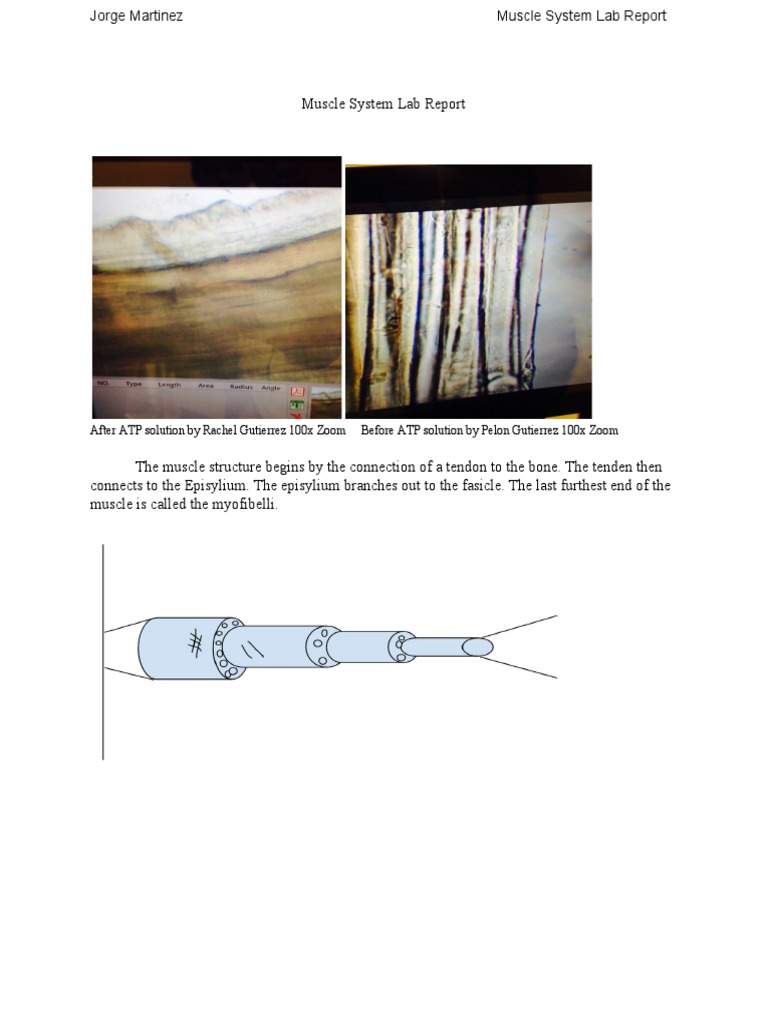 Muscle System Lab Report Analysis | PDF