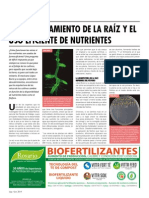 El Funcionamiento de La Raiz