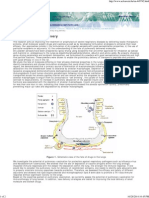 UCL - Pulmonary Drug Delivery