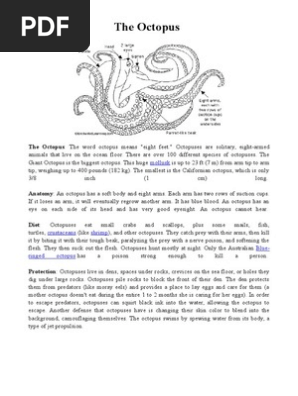 Octopus