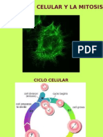 Ciclo Celular y Mitosis